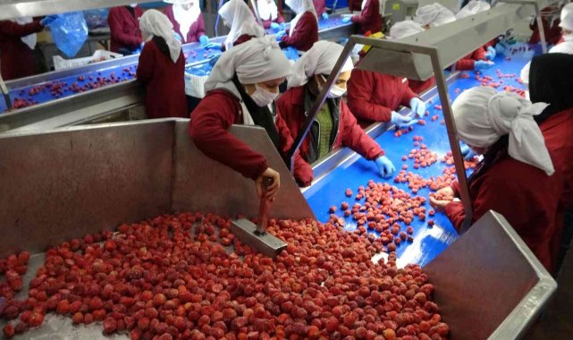 Malatya'da binlerce dekar alanda yetiştirilen çilekler işlenip dondurul...