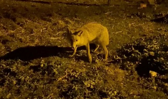Silivri'de aç kalan tilki bir evin yanına geldi. Tilkiyi fark ededen ev...