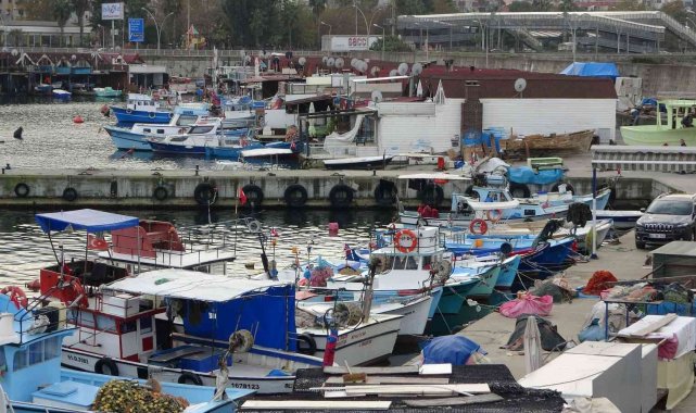 Türkiye'den 20 ayda deniz salyangozundan 15 milyon doların üzerinde döv...