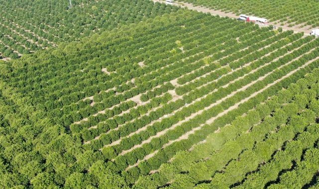 Türkiye'nin narenciye ihtiyacının 3'te 1'ini karşılayan Adana