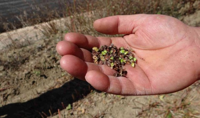 Bilecik'te 'Çölyak' olarak bilinen gluten alerjisi hastaları iç...