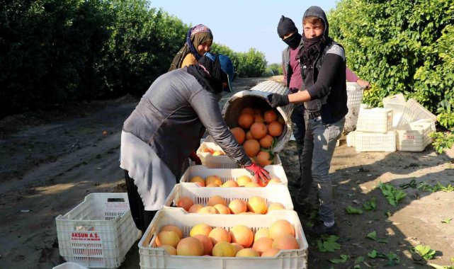 Türkiye'de 54 bin dönüm alanda üretimi yapılan ancak iç piyasada fazla ...