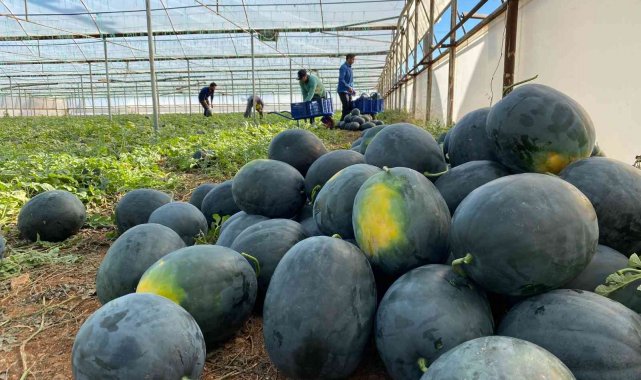 Türkiye'nin en büyük örtü altı yetiştiriciliğinin yapıldığı Antalya'...