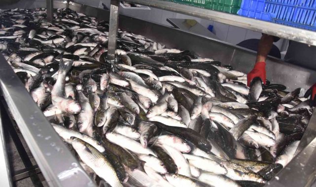 Türkiye'nin en kaliteli kefal balığı arasında gösterilen Muğla'nın ...