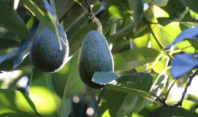 Antalya'nın avokado üretim üssü olan Alanya ilçesinde 2022 yılında 70 m...