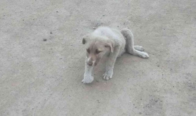 Kırıkkale'nin Bahşılı ilçesinde zabıta ekiplerince, sokakta bulunan yar...