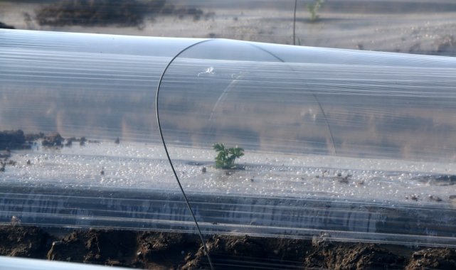 Türkiye'nin önemli karpuz üretim merkezlerinden Çukurova yöresinde, tur...