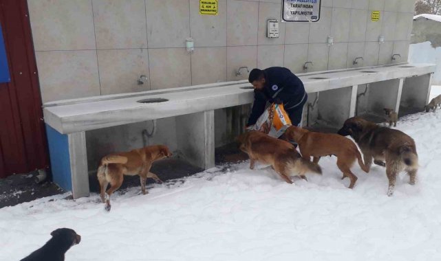 Biga Belediyesi, kar ve aşırı soğuklar nedeniyle yiyecek bulmakta zorlanan ...