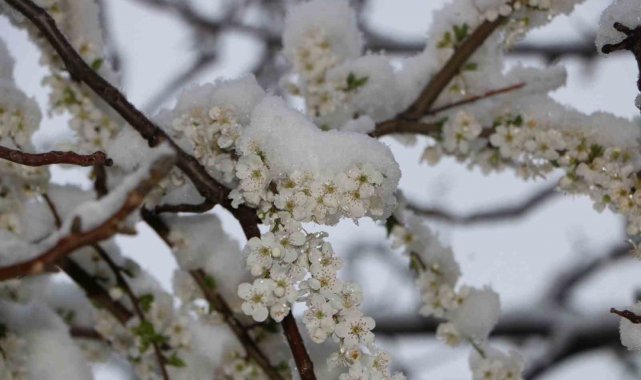 Afyonkarahisar Sandıklı ilçesinde mart ayının ilk haftası sıcak havanın etk...