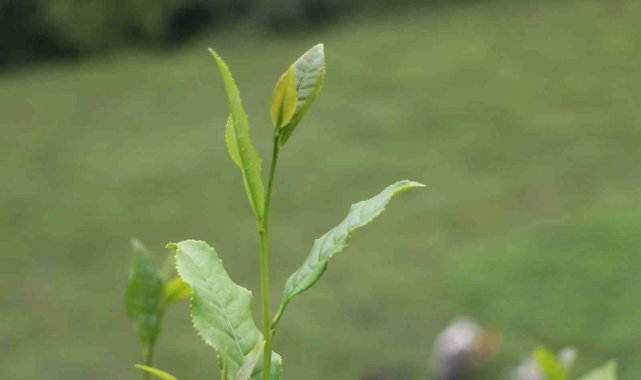 AK Parti Rize İl Başkanı Hikmet Ayar, yaklaşık 30 bin üreticinin mağduriyet...