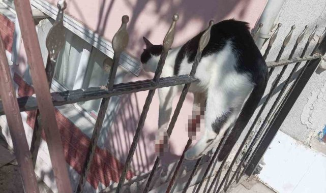 Ankara'nın Sincan ilçesinde demir parmaklıklara sıkışan kediyi itfaiye ...