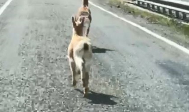 Artvin'de iki karaca karayoluna indi. Araçların geçişinden panikleyen k...