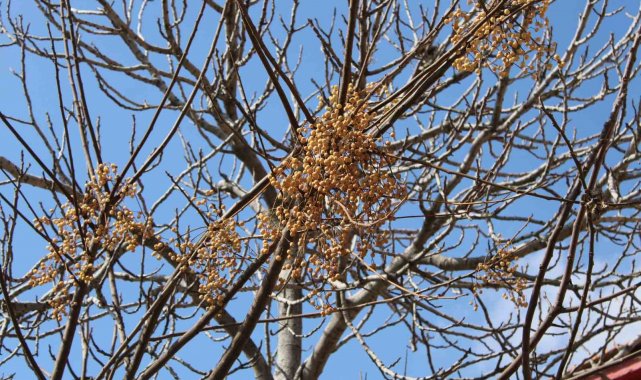 Aydın'ın Efeler ilçesine bağlı Kızılcaköy Mahallesi'nde bulunan bir...