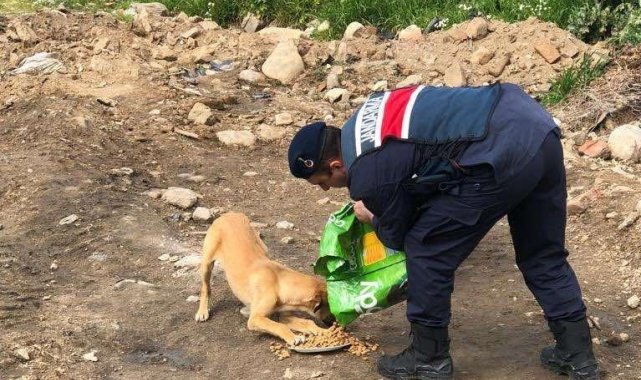 Aydın'ın İncirliova ilçesinde Jandarma ekipleri tarafından sokak hayvan...
