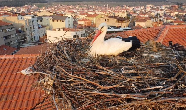 Balıkesir'in Sındırgı ilçesinin sembolü, turizm logosunun simgesi olan ...