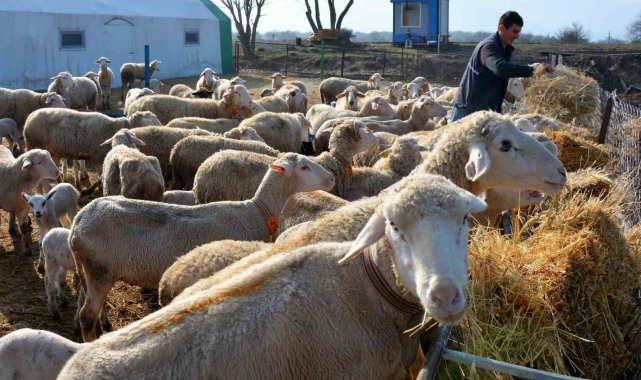 Sındırgı genelinde kıvırcık koyun sayısı 80 bini geçti