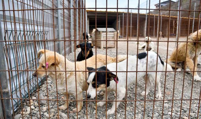 Biga Belediyesi, Çanakkale Valiliği öncülüğünde Çanakkale İl Özel İdaresi a...