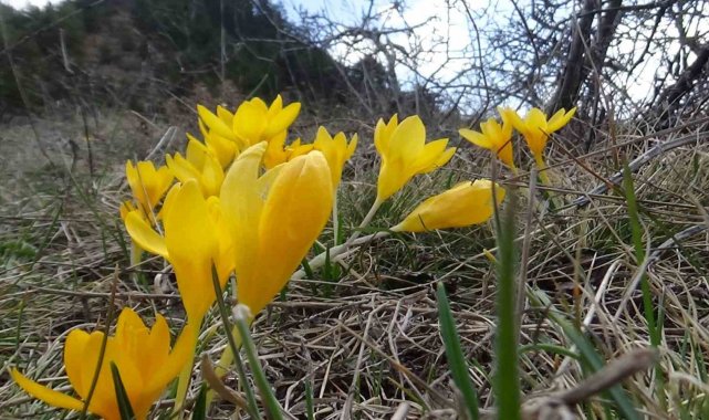 Bolu'nun Mudurnu ilçesinde hava sıcaklığının artmasıyla birlikte yüksek...
