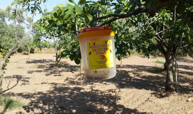 Dünya'nın en kaliteli incirlerinin yetiştirildiği Aydın'da üreticil...