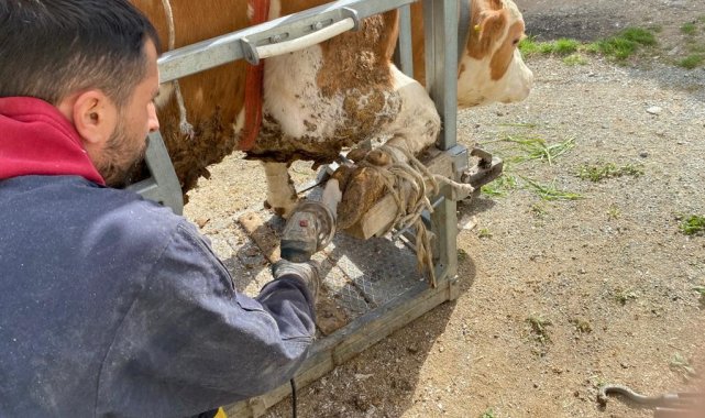 Elazığ'da büyükbaş hayvanların tırnak kesim ve bakımları, özel olarak h...
