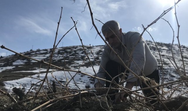 Erzincan ekonomisine katlı sağlayan, Üzümlü ilçesinde yetiştirilen tescilli...