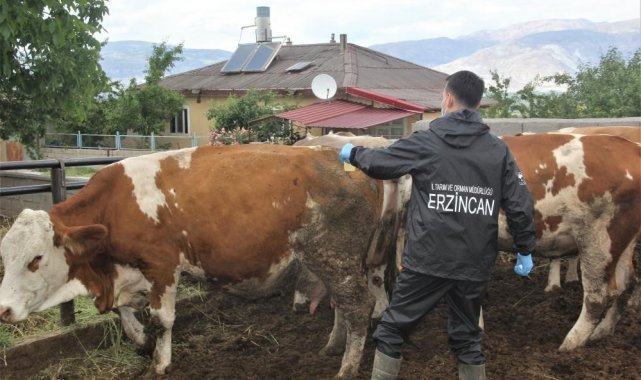 Erzincan İl Tarım ve Orman Müdürlüğü tarafından SAT-2 serotipi şap hastalığ...