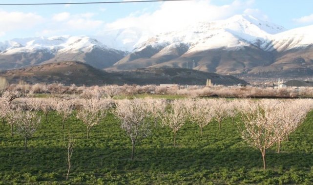 Erzincan'da hava sıcaklığının aniden düşmesi, çiçek açan meyve ağaçları...