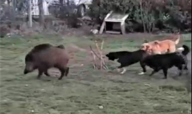 Eskişehir şehir merkezindeki ormanlık alanın yanında bulunan bir siteye sık...