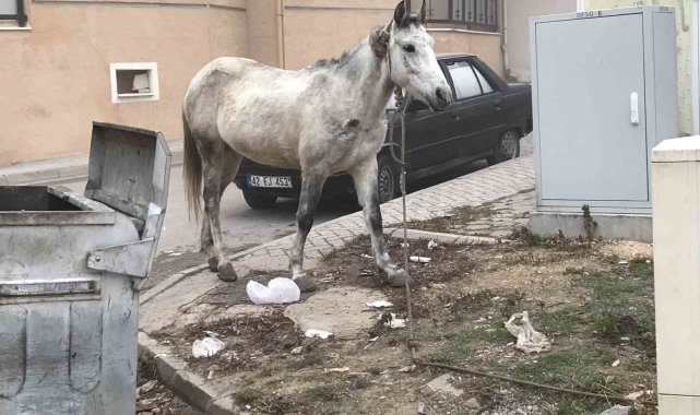 Eskişehir'de başıboş bir şekilde sokaklarda gezen atlar, park ve bahçel...