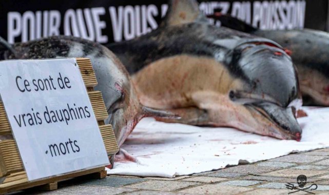Fransa'da bir mahkeme, yunusların karaya vurmasını engellemek amacıyla ...