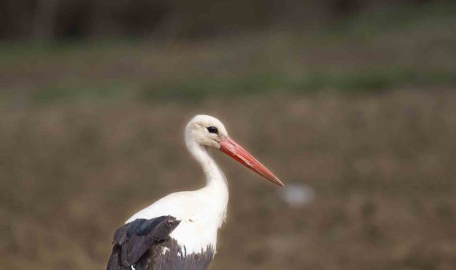 İlkbaharın müjdecisi leylekler sıcak bölgelere göç ederken Eskişehir semala...