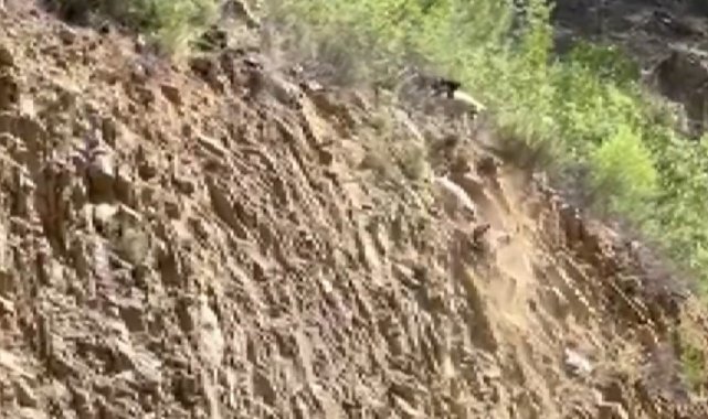 Isparta'da dağ keçisinin yaşam mücadelesi cep telefonu kamerasına yansı...