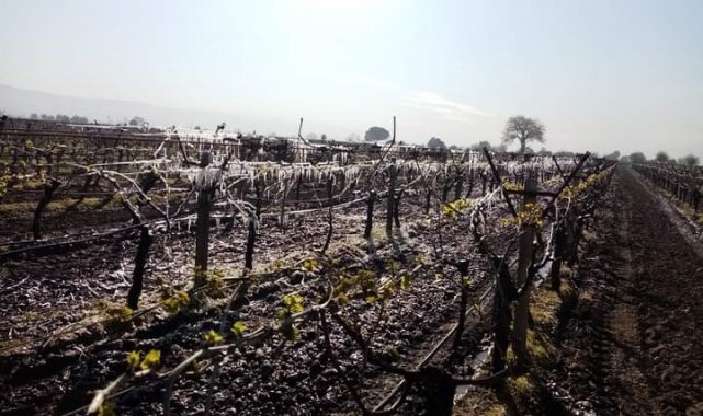 Manisa'nın Saruhanlı, Akhisar, Gölmarmara, Turgutlu, Salihli, Alaşehir ...