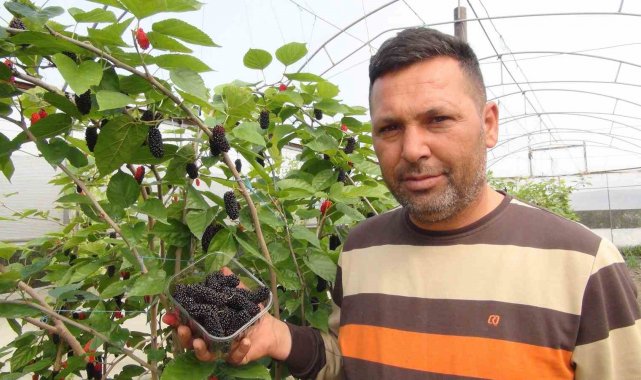 Mersin'in Silifke ilçesinde yılın karadut hasadı örtü altında yapılmaya...