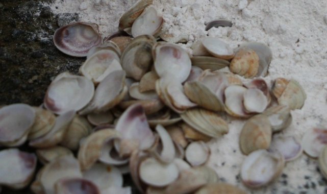 Recep Tayyip Erdoğan Üniversitesi (RTEÜ) Fizik Bölümü öğretim üyeleri taraf...