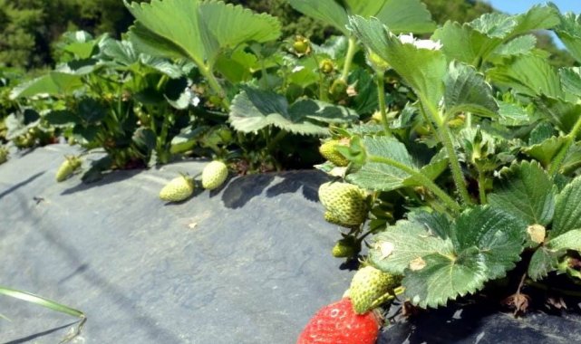 Samsun Kavak Tarım İlçe Müdürlüğü ve Kavak Yerel Eylem Grubu(YEG) ilçede çi...