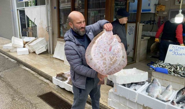 Sinop kıyılarında dip avı yapan balıkçıların ağlarına 6,6 ile 8,8 kilograml...