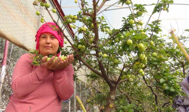 Türkiye'nin en önemli meyve üretim merkezlerinden Mersin'in Silifke...