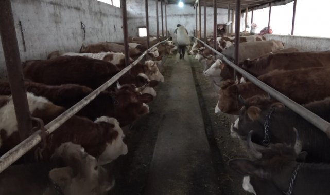 Türkiye'nin önemli hayvancılık merkezlerinden biri olan Muş'ta, bu ...