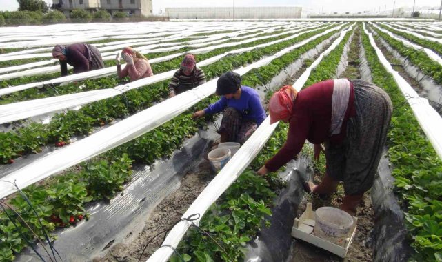 Türkiye'nin üretim merkezlerinden Mersin'in Silifke ilçesinde açıkt...