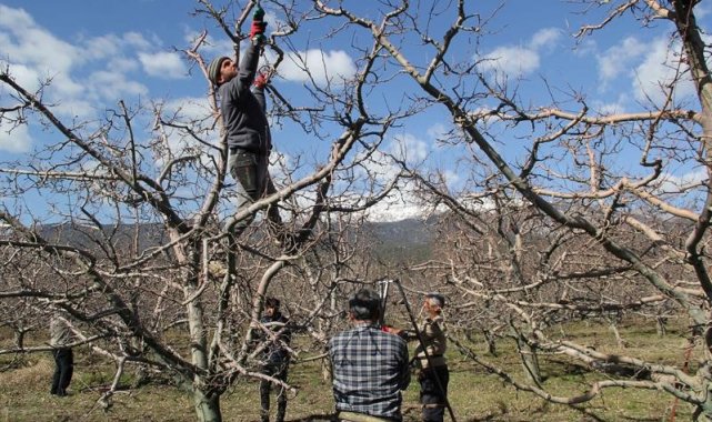 Yıllık ortalama 1 milyon 230 bin 580 ton rekolteyle Türkiye'nin elma ür...