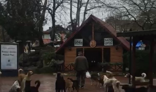 Zonguldak'ın Çaycuma ilçesinde sürü halinde gezen sokak köpekleri tehli...
