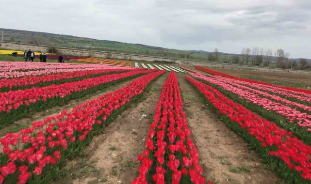 Samsun'da kırsal gelir kaynaklarının çeşitlendirmesi ve doğal çiçek soğ...