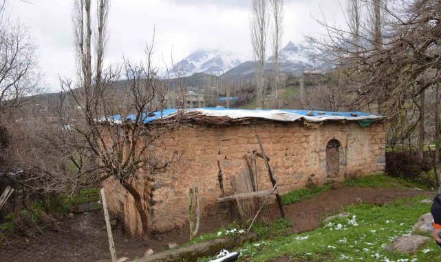 Şırnak'ın Uludere ilçesine bağlı Şenoba beldesinde bulunan 200 yıllık t...