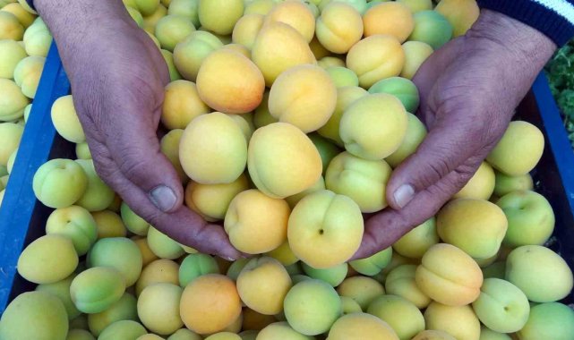 Türkiye'nin turfanda üretim merkezlerinden Mersin'de sezonun ilk ör...