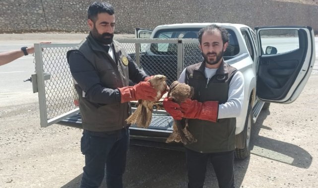 Bingöl'de yaralı halde bulunan yavru akbaba ve iki Su Şahini, tedavi ed...