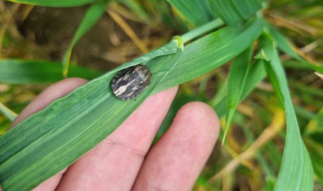 Bolu'da buğdayın ana zararlısı olarak kabul edilen ve buğdaydaki verimi...