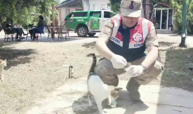 Hatay İl Jandarma Komutanlığı, Çevre Doğa ve Hayvanları Koruma Timleri yaşa...