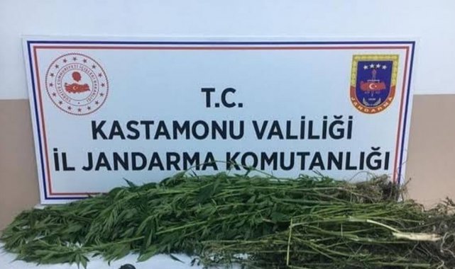 Kastamonu'da bir evde 28 kök kenevir ve 10 gram esrar ele geçirildi
