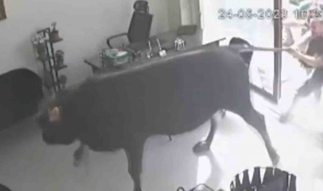 Kırklareli'nde mezbehaneden kaçan dana emlakçı dükkanında yakalandı.
K...